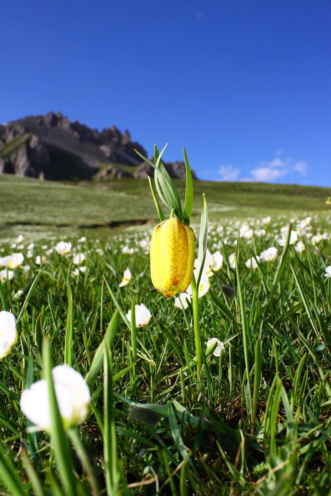 Fritillaria tubaeformis subsp. moggridgei / Meleagride di Moggridgei